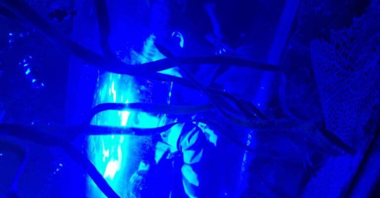 national sea life centre Birmingham review