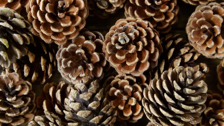 How to dry pine cones for crafts